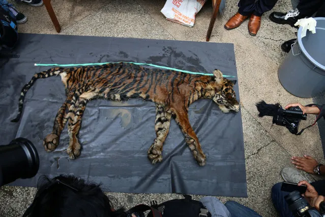 Reporters take pictures as police shows Sumatran tiger skin as evidence at the police headquarters in Medan, North Sumatra province, Indonesia October 17, 2016. (Photo by Irsan Mulyadi/Reuters/Antara Foto)