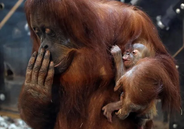 Eleven-day-old baby orangutan of Sumatra named Mathai is held by its mother Sari at the Pairi Daiza wildlife park, zoo and botanical garden in Brugelette, Belgium on December 9, 2020. (Photo by Yves Herman/Reuters)