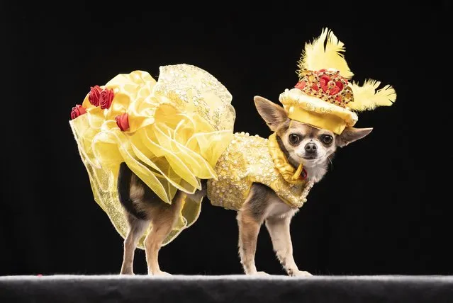 Lindy Lou the Chihuahua models a design inspired by Belle's ballroom gown from Beauty and the Beast, during the Hollywood (A day at the Oscar's) themed Furbabies Dog Pageant at Collingham Memorial Hall, Leeds on Sunday, March 20, 2022. (Photo by Danny Lawson/PA Images via Getty Images)
