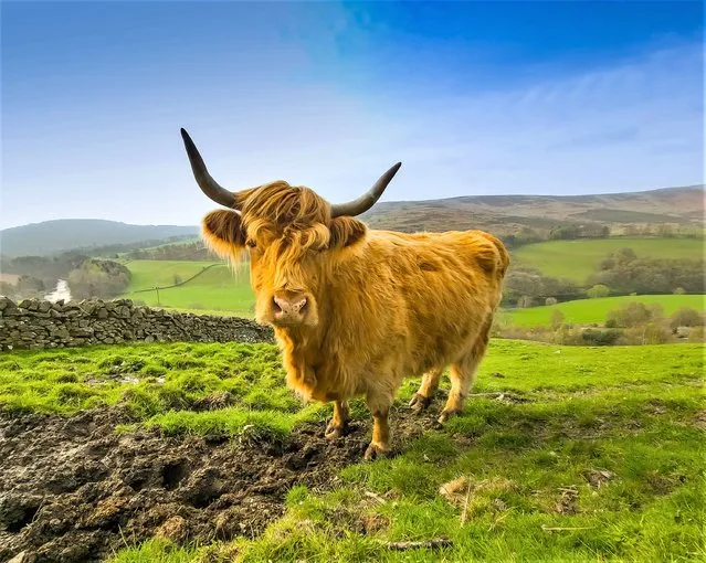 A highland cow grazing high above the River Tweed at Thormylee in the Scottish Borders strikes a formidable pose in the morning light on May 3, 2023. (Photo by Phil Wilkinson/The Times)