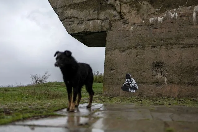 A dog stands by a graffiti at a memorial complex in the outskirts of Izium, Kharkiv region, Ukraine on April 21, 2023. (Photo by Carlos Barria/Reuters)