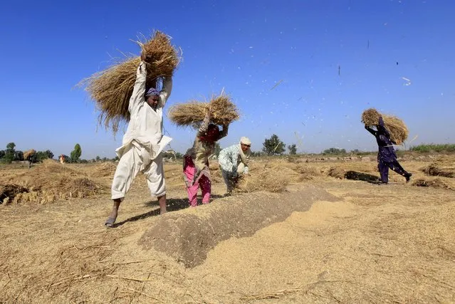 Workers harvest rice in a field outside Faisalabad, Pakistan November 16, 2015. (Photo by Fayyaz Hussain/Reuters)