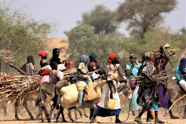 Sudanese refugees who fled the violence in Sudan's Darfur region and newly arrived ride their donkeys looking for space to temporarily settle, near the border between Sudan and Chad in Goungour, Chad on May 8, 2023. (Photo by Zohra Bensemra/Reuters)