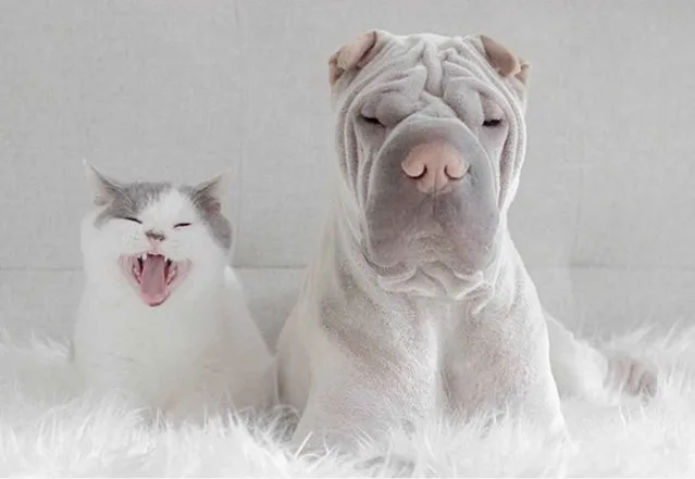 Photogenic Shar Pei And Cat Are The Cutest of Best Friends