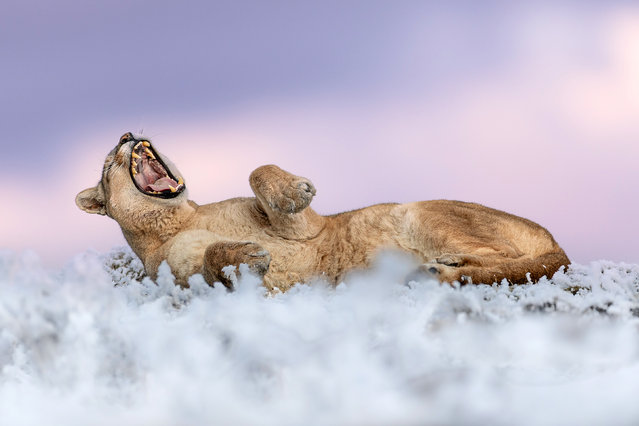 A puma rolls and yawns on frost-covered ground in Laguna Amarga, Torres del Paine, Chile in the first decade of December 2025, pausing briefly after several hours of rest before continuing on her way. (Photo by Sara Jenner/Solent News & Photo Agency)