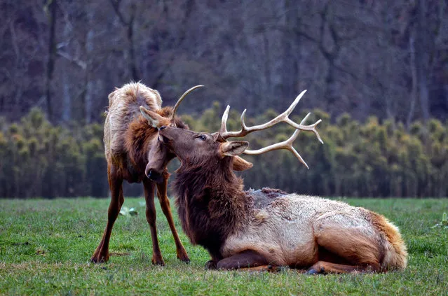 “Wild Wonderment”. One of the wonderful things about wildlife photography is that you never know what nature may present to you. In this case it was a herd of nearly seventy elk in the Boxley Valley of Arkansas. I spent the morning photographing these incredible animals, but the highlight shown here was seeing this precious interaction between a spike yearling and majestic bull. (Photo and caption by Jeff Rose/National Geographic Traveler Photo Contest)