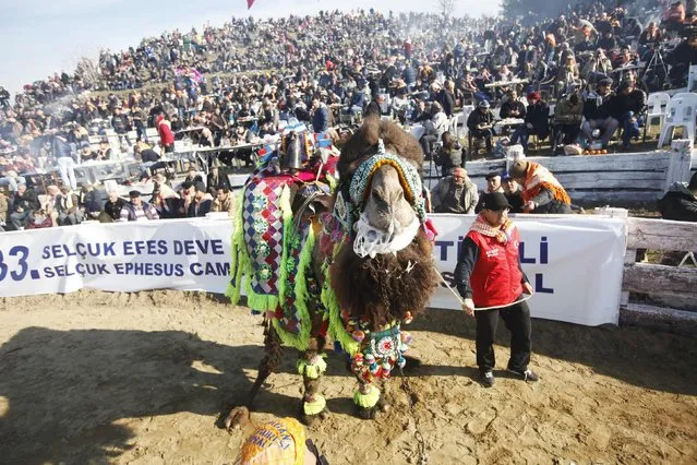 A wrestling camel walks around the Pamucak arena during the Selcuk-Efes Camel Wrestling Festival in the town of Selcuk, near the western Turkish coastal city of Izmir January 18, 2015. (Photo by Osman Orsal/Reuters)