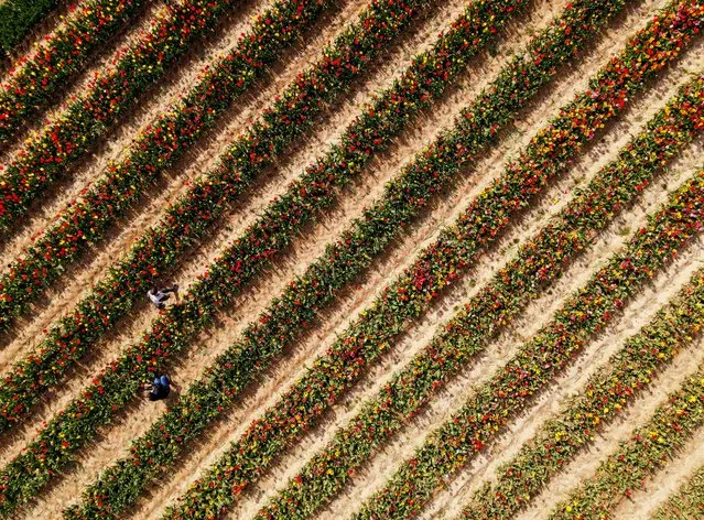A picture taken with a drone shows people cutting tulips in an open field in Namur, Belgium, 27 April 2023. (Photo by Olivier Hoslet/EPA)