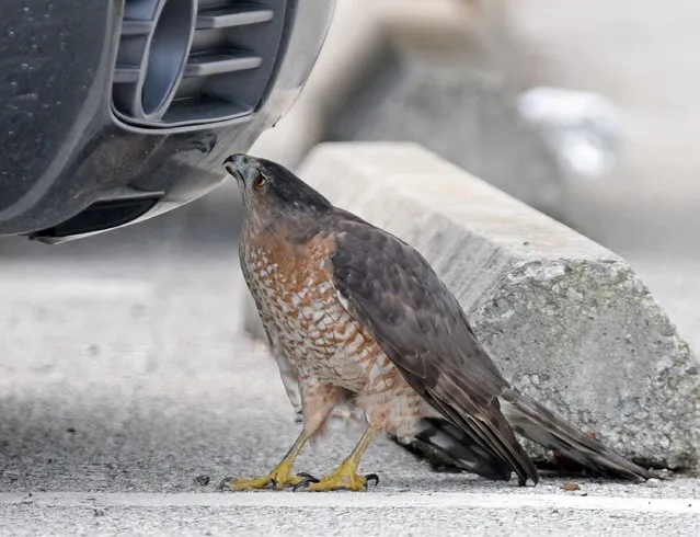 A hawk moves in closer to examine its reflection on the front of a parked car in Maysville, Ky., Thursday, December 10, 2015. (Photo by Terry Prather/The Ledger Independent via AP Photo)