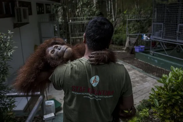 A worker carries a Sumatran orangutan (Pongo abelii) as being prepared to be released into the wild at Sumatran Orangutan Conservation Programme's rehabilitation center on November 14, 2016 in Kuta Mbelin, North Sumatra, Indonesia. (Photo by Ulet Ifansasti/Getty Images)