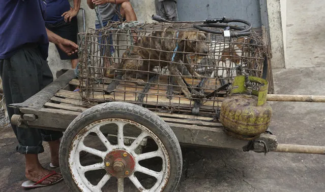 In this undated photo released by Dog Meat Free Indonesia, dogs for sale are seen in cages put on cart at a market in Langowan, North Sulawesi, Indonesia. International stars of acting, music and sports have urged Indonesia's president to ban what they say is a brutal trade in dog and cat meat for human consumption. (Photo by Dog Meat Free Indonesia via AP Photo)