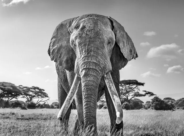 Ulysses, one of the last remaining great tuskers, Kenya. Gold prize in black-and-white. (Photo by Harry Skeggs/World Nature Photography Awards)