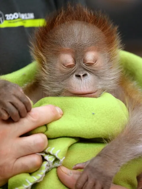Newborn orang-utan Rieke at a press conference at Berlin Zoo, 6 February 2015. (Photo by Ralf Hirschberger/AP Photo/DPA)