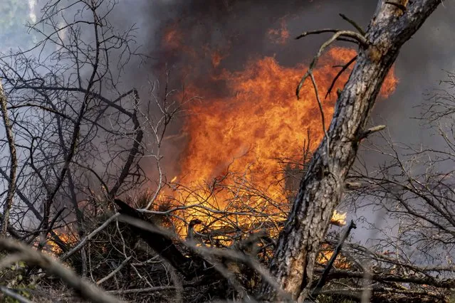 Flames leap into the air in a patch of forest near Jüterbog, Germany, Monday, June 5, 2023. Freshening winds have fanned the forest fire in a munitions-laden woodland south of Berlin, more than doubling the affected area to 326 hectares. (Photo by Fabian Sommer/dpa via AP Photo)