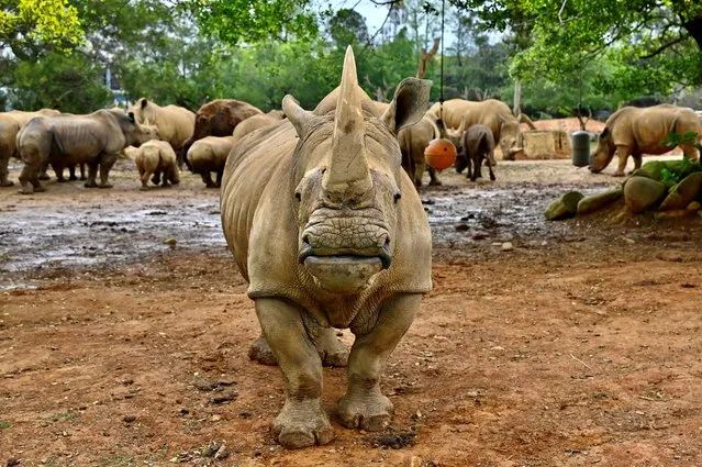 Emma, a southern white five-year-old female rhino, stands in front of other rhinos before her travel from Taiwan Hsinchu's Leofoo Village Zoo to Japan's Tobu Zoo for breedin, on March 2, 2021. (Photo by Sam Yeh/AFP Photo)