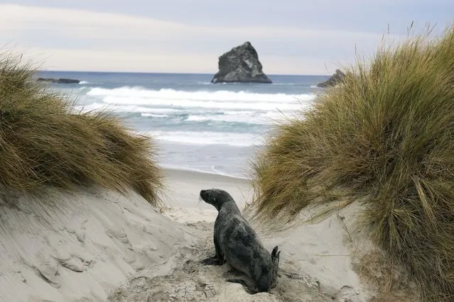A New Zealand sea-lion makes his way on Sandfly beach, in the Otago peninsula, near Dunedin, New Zealand, Tuesday, August 1, 2023. (Phoot by Alessandra Tarantino/AP Photo)