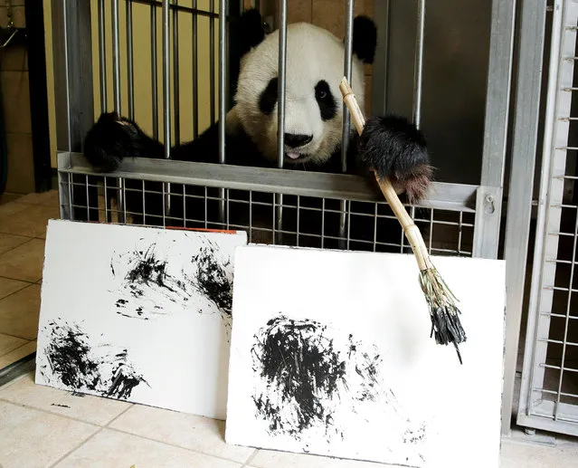 Giant Panda Yang Yang holds a brush behind pictures it painted at Schoenbrunn Zoo in Vienna, Austria, August 10, 2018. One hundred of her works will be sold online for 490 euros each, to fund a picture book about the Vienna zoo's pandas. (Photo by Heinz-Peter Bader/Reuters)