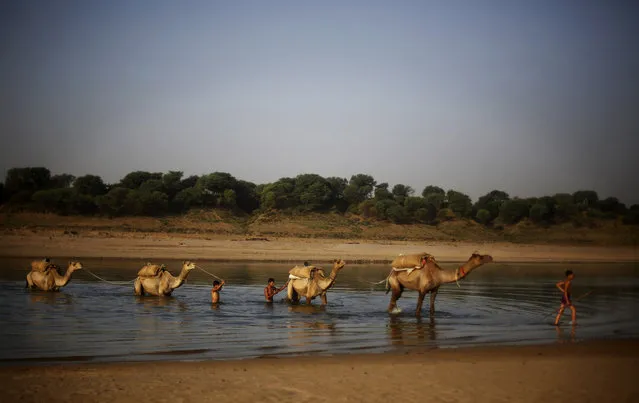 In this photo taken Tuesday, April 29, 2014, Indians lead their camels, carrying provision, across the Chambal River near Bhopepura village, in the northern Indian state of Uttar Pradesh. (Photo by Altaf Qadri/AP Photo)