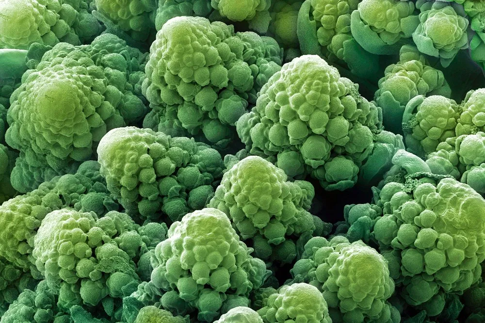 Food Under the Microscope