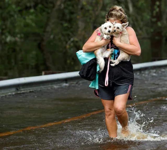 Lisa Shackleford hugs her pet dogs Izzy (L) and Bella as she wades through flood waters to safety while the Northeast Cape Fear River breaks its banks in the aftermath Hurricane Florence in Burgaw, North Carolina, U.S., September 17, 2018. (Photo by Jonathan Drake/Reuters)