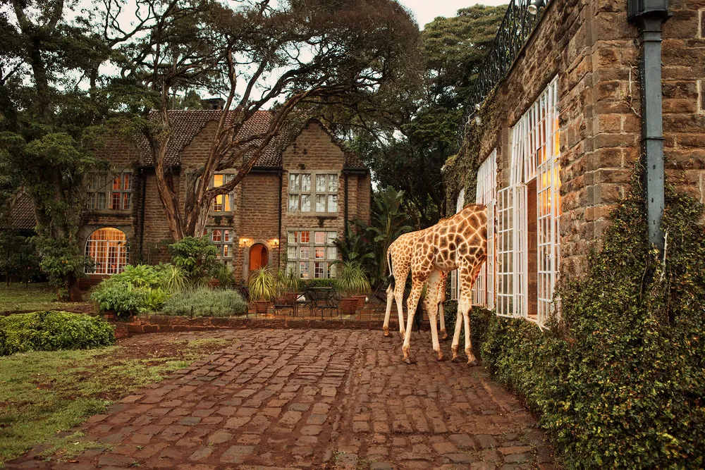 Dining with Giraffes