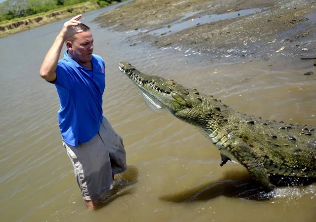 A man interacts with a large crocodile nicknamed “Justin Bieber” on the banks of the Río Grande in Tarcoles, 110 km southwest of San Jose on March 7, 2015. In Tarcoles tourists can embark onto a boat to sail along the river, swarming of crocodiles to see them in their habitat and watch the men who disembark to interact with the huge reptiles that can be up to seven-metre long. (Photo by Ezequiel Becerra/AFP Photo)