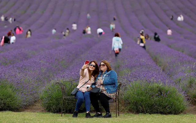 Cathy Tiller and Sarah Childsworth take a photo at Hitchin Lavender farm in Ickleford, Britain on August 1, 2023. (Photo by Peter Cziborra/Reuters)
