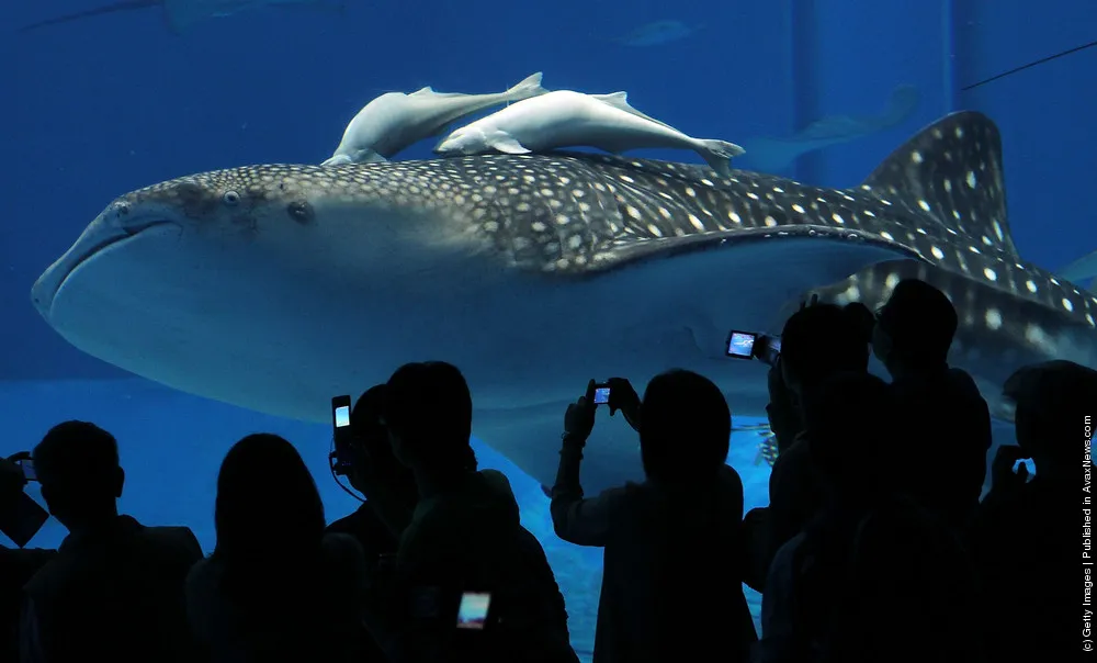 Whale Shark In Okinawa Aquarium