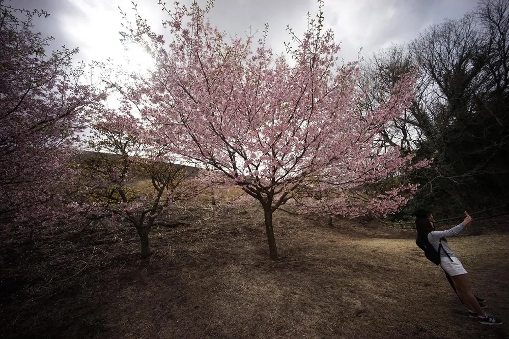 Cherry Blossoms in Japan