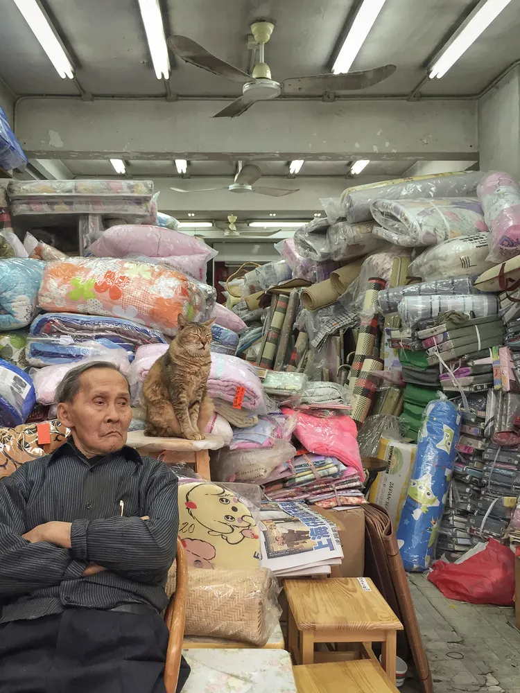 Hong Kong Shop Cats
