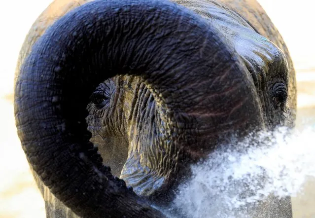 Asian elephant Dunja, a former circus star, cools off during a heatwave in Skopje Zoo, Skopje, North Macedonia on July 28, 2021. (Photo by Ognen Teofilovski/Reuters)