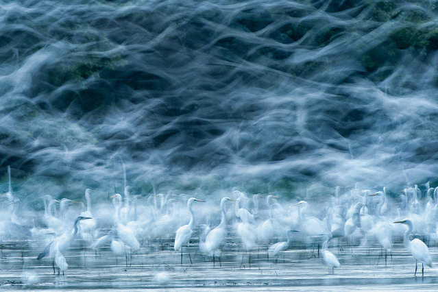 “Honorable Mention”. On a good day in the field, a birder might see flock of birds. Photo location: Tidal area of the Danube in Hungary. (Photo and caption by Réka Zsimon/National Geographic Photo Contest)