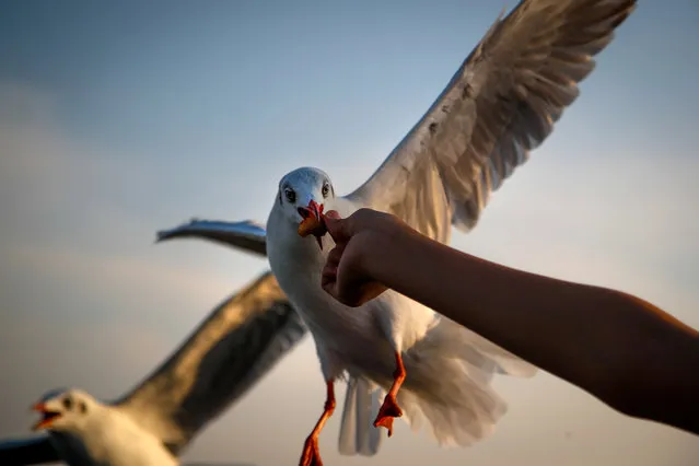 A seagull eats a piece of dried fish of a man's hand during sunset at Bang Pu seaside resort in Samut Prakan province on the outskirts of Bangkok, Thailand, 13 January 2019. Every year during the cold winter months between October to March thousands of seagulls migrate to Bang Pu seaside from Siberia to escape the harsh winter. (Photo by Diego Azubel/EPA/EFE)