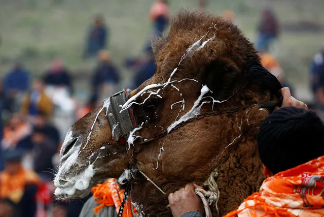 A wrestling camel is pictured after a fight at the Pamucak arena during the annual Selcuk-Efes Camel Wrestling Festival in the Aegean town of Selcuk, near Izmir, Turkey, January 15, 2017. (Photo by Murad Sezer/Reuters)