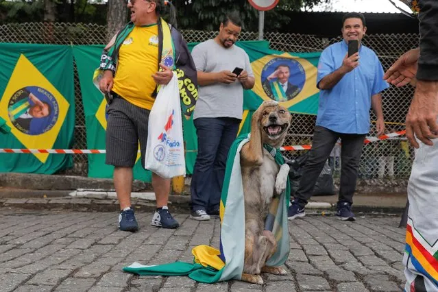 Pepe, a dog of a supporter of Brazilian President and re-election candidate Jair Bolsonaro, salutes before the start of the meeting with religious leaders, in Sao Paulo, Brazil, on October 22, 2022, ahead of the run-off election. Brazil's far-right President Jair Bolsonaro said Friday he would accept possible defeat in the second round of the presidential election on October 30 provided “nothing abnormal” occurs during the vote. Lula da Silva was for months the big favourite in opinion polls, with a 21-point lead over Bolsonaro in May, according to the Datafolha institute. But Bolsonaro surprised in the first round on October 2, winning 43 percent of the vote, a much smaller gap than polls had predicted. (Photo by Caio Guatelli/AFP Photo)