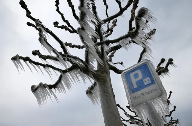 A frozen tree is pictured on the dock by Lake Leman on a cold windy winter day in Versoix near Geneva, Switzerland January 18, 2017. (Photo by Denis Balibouse/Reuters)