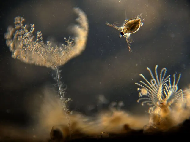 Honourable mention: a water flea swimming near a reed stalk. (Photo by Álmos Becz/Eötvös Loránd University/Nikon Small World Photomicrography 2021)