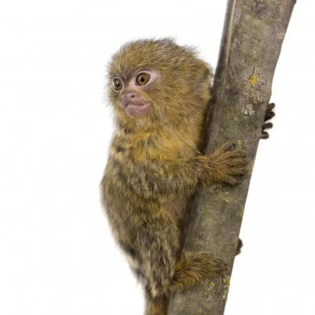 Pygmy Marmoset - The Smallest Monkey