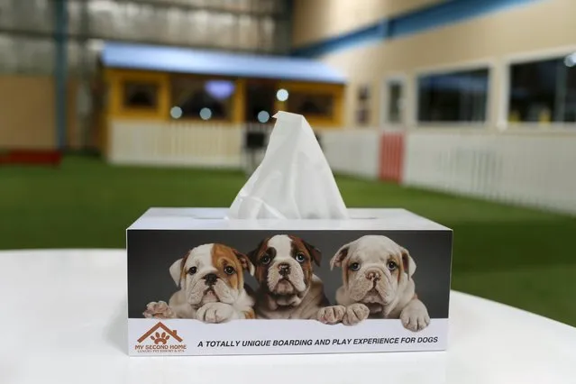 A tissue box with a picture of dogs is seen at My Second Home, a newly opened luxury pet resort and spa, in Dubai, April 24, 2015. (Photo by Ahmed Jadallah/Reuters)