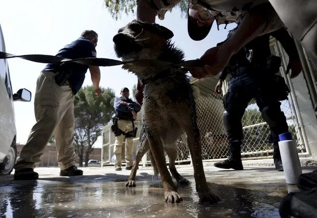 Police officers look on as a dog trainer works with a previously abandoned dog at a police centre in Saltillo, Mexico March 4, 2016. (Photo by Daniel Becerril/Reuters)