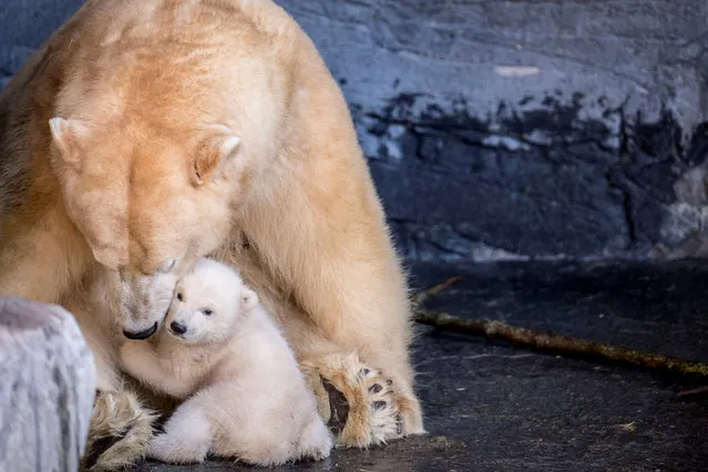A polar bear cub comes outside for the first time in the Copenhagen Zoo, Copenhagen, Denmark on February 28, 2019. (Photo by Mads Claus Rasmussen/Ritzau Scanpix via Reuters)