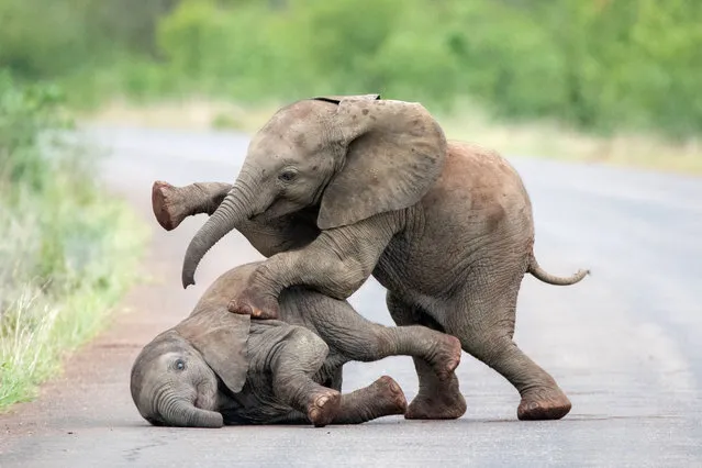 Two baby elephants enjoy a bit of rough play in Kruger national park, South Africa. (Photo by Inez Allin-Widow/Caters News Agency)
