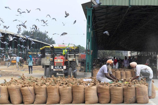 Labourers stitch bags filled with paddy grain at a wholesale grain market in Amritsar on October 1, 2021. (Photo by Narinder Nanu/AFP Photo)