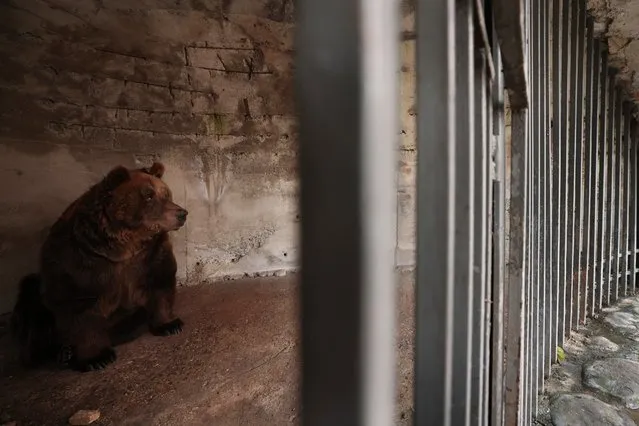 Mark, the last brown bear in captivity in Albania, looks out of his cage, before it will be transferred, in Tirana, Albania, on Wednesday, December 7, 2022. Mark, a 24-year-old bear was kept in a cage for 20 years at a restaurant in the capital Tirana. Albania's last brown bear in captivity has been rescued by an international animal welfare organisation and taken to a sanctuary in Austria. (Photo by Franc Zhurda/AP Photo)