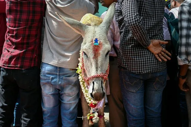 A donkey dressed as groom stands amidst the media personnel after symbolical solemnization of the marriage between two donkeys on the occasion of Valentine's Day celebrations, in Bengaluru on February 14, 2024. (Photo by Idrees Mohammed/AFP Photo)