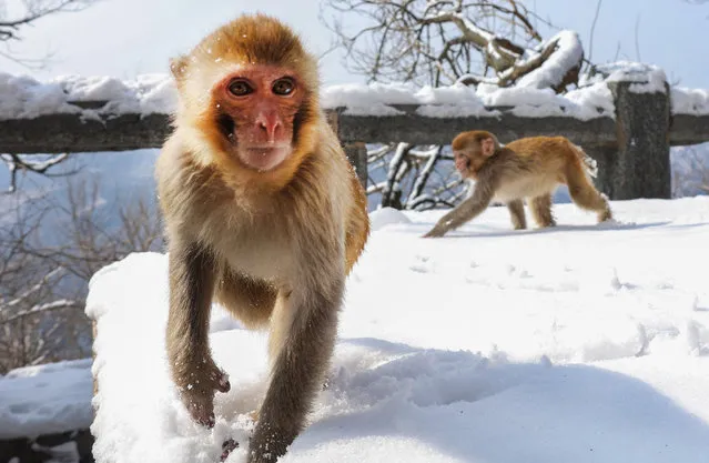 Macaques play at Huaguo Mountain Scenic Area after a snowfall on March 1, 2024 in Lianyungang, Jiangsu Province of China. (Photo by VCG/VCG via Getty Images)