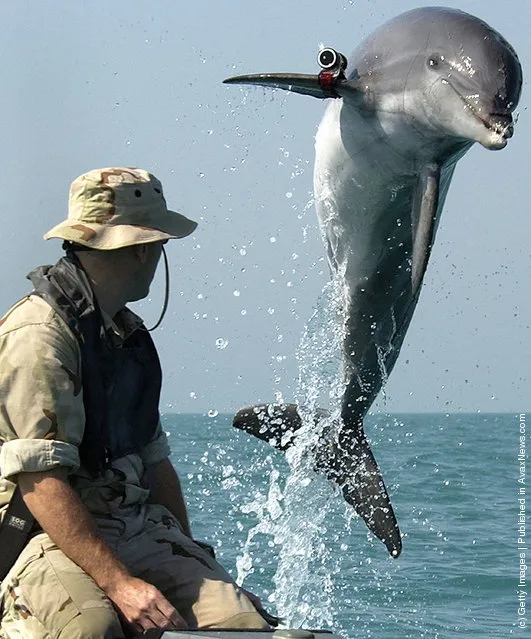 Dolphins In The Military