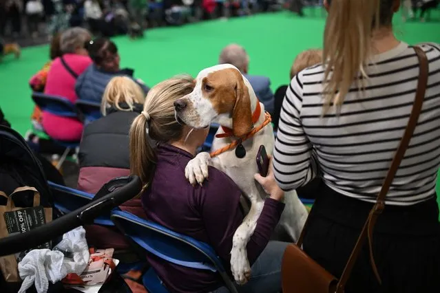 Spectators and dogs attend the Working and Pastoral class competition on the third day of the Crufts dog show at the National Exhibition Centre in Birmingham, central England, on March 9, 2024. (Photo by Oli Scarff/AFP Photo)