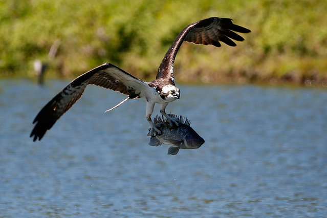 An osprey catches a fish on the Copperhead course during the second round of the Valspar Championship at Innisbrook Resort and Golf Club on March 14, 2014 in Palm Harbor, Florida. (Photo by Sam Greenwood/Getty Images)