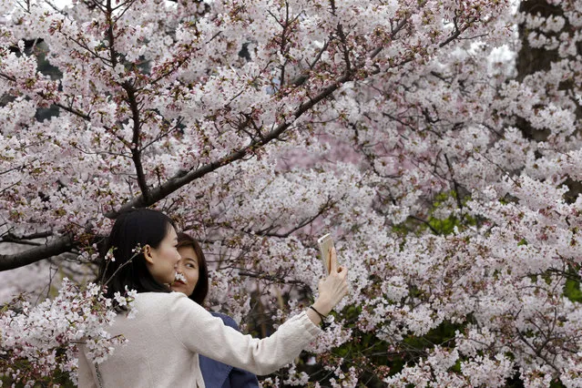 Women take a selfee with blooming cherry blossoms at Shinjuku Gyoen National Garden in Tokyo, Wednesday, March 30, 2016. Visitors enjoy a total of 1,100 cherry trees of 65 different types that start to bloom from February until the end of April at the park. (Photo by Shizuo Kambayashi/AP Photo)